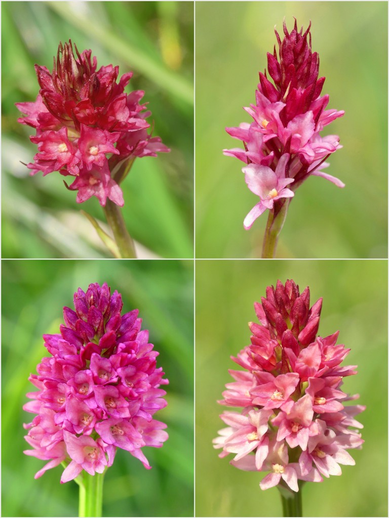 Variabilit morfologica in alcuni ibridi del genere Gymnadenia (Nigritella).